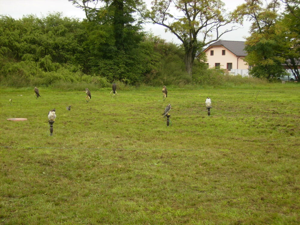 Ukázka dravých ptáků, Zayferus 11. 9. 2017