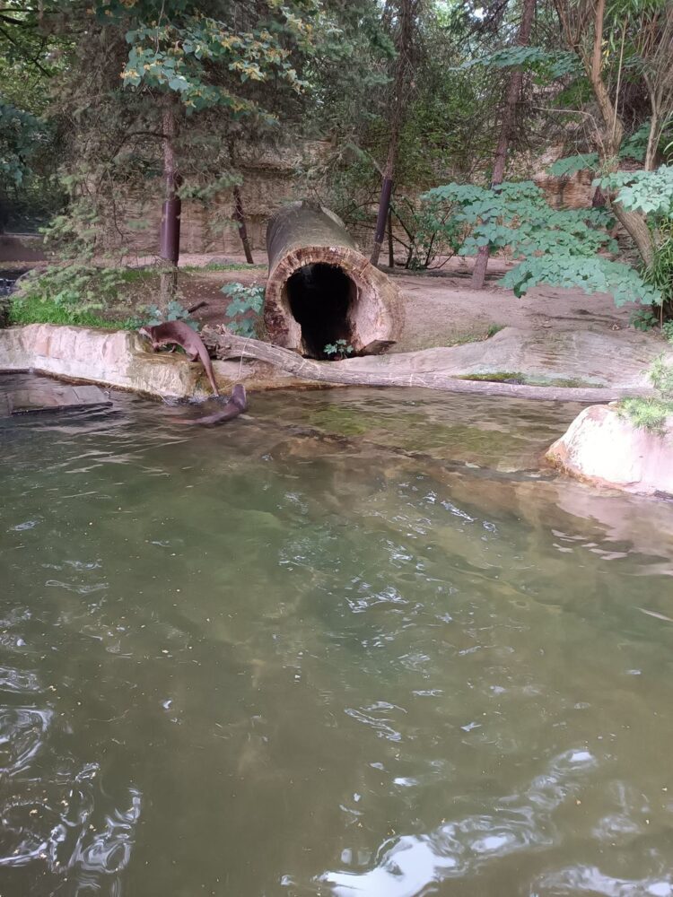 20.6. ZOO Praha